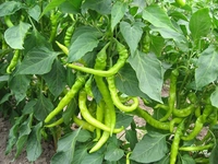 Biber Yetiştiriciliği Nasıl Yapılır?