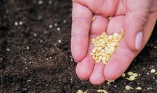 Biberin Tohumu Yenir Mi?