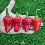 Kardola Biber Yetiştiriciliği Nasıl Yapılır?