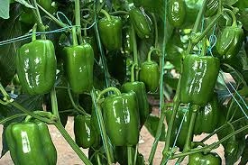 Biber Çeşitleri Nelerdir?