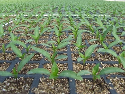 Biber Fidesi Türleri ve Özellikleri