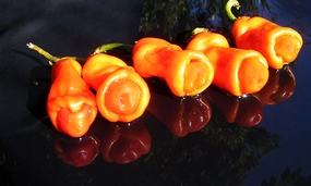 Tayland Biberi Özellikleri ve Faydaları Nelerdir?