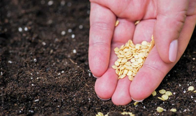 Biberin Tohumu Yenir Mi?