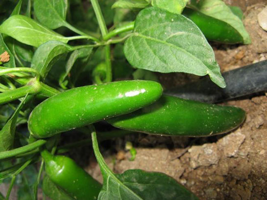 Jalapeno Biberi